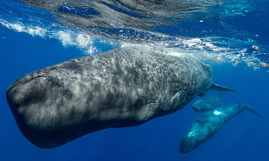 Underwater photo of a large sperm whale diving with two small baby whales near her