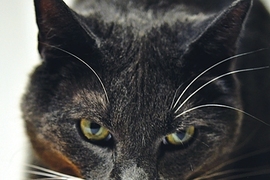 How do cats lap? Cutta Cutta is about to take a drink.