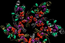 Ragon Institute researchers identified potential HIV vaccine targets in a subunit of the Gag protein. Six of those subunits come together to form the hexagonal proteins that make up the viral capsid.