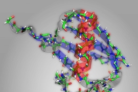 In this structural diagram of the protein ubiquitin, alpha helices are highlighted in red and beta sheets highlighted in blue.