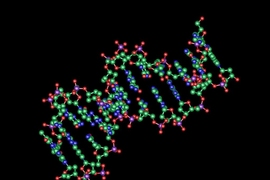 MIT and BU researchers designed new transcription factors that can bind to DNA and turn on specific genes.