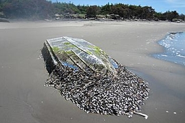 This barnacle-covered Japanese fishing boat washed up on the coast of the state of Washington in the summer of 2012.