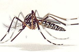 Dengue fever is a mosquito-borne illness that infects at least 50 million people worldwide each year.