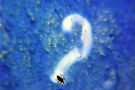 A new cocktail novelty is inspired by certain water bugs that release chemicals to propel them across water.