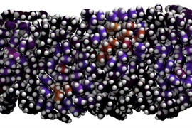 A top-down view of a photo-excited disordered molecular film.