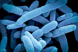 MIT spinout Synlogic is re-programming bacteria found in the gut as "living therapeutics" to treat major diseases and rare genetic disorders.