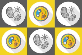 A team of researchers at MIT, the University of Brasilia, and the University of British Columbia has now engineered an antimicrobial peptide that can destroy many types of bacteria, including some that are resistant to most antibiotics.