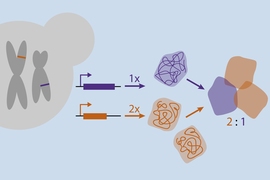 Cells have evolved to produce the components of their multi-protein complexes in precise ratios.