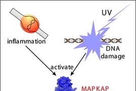 A single molecule, MAPKAP Kinase-2, now seems to be important in controlling both the response of cells to inflammation, as well as their response to certain types of DNA damage. Drugs against MAPKAP Kinase-2 that were originally intended for use as anti-inflammatory agents may find new uses as cancer-treatment agents.