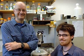 Biology professor Leonard Guarente, left, and postdoctoral associate Nicholas Bishop, in the lab where they have been studying longevity in the nematode worm Caenorhabditis elegans.