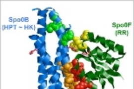 Diagram shows the structure of a histidine kinase (blue ribbons) and its target response regulator (green ribbons). The specificity of the interaction between the two proteins is primarily determined by the orange and red amino acid residues.