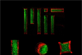 Using a temperature-responsive micromold, MIT engineers created two-layer gel microparticles (the red and green areas represent separate layers). 