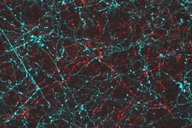 MIT-led researchers engineered neurons so they can be activated with either blue or red light, allowing each population to be controlled separately.