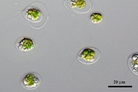 Scientists discovered an opsin sensitive to red light in this algae, called Chlamydomonas noctigama.