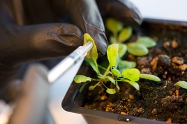 The researchers infuse the leaves of an Arabidopsis thaliana plant with nanoparticles.