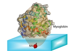 The spin of an NV center can be completely polarized optically. The transfer of this polarization from the NV center to nuclear spins in the protein molecule allows us to unravel couplings between spins in the molecule. Protein structure can be computed from information contained in these couplings.