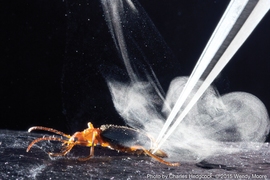 Bombardier beetles eject a liquid called benzoquinone, which they superheat and expel in an intense, pulsating jet. The explosive mechanism used by the beetle generates a spray that's much hotter than that of other insects that use the liquid, and propels the jet five times faster. 