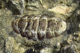 A chiton, measuring about 5cm.