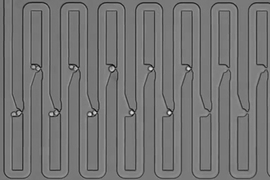 To track the family history for a single cell, researchers engineered a microfluidic device that traps first an individual cell and then all of its descendants. The device has several connected channels, each of which has a trapping pocket used to capture single cells in precise locations. After the initial cell grows and divides, its progeny float downstream and are captured in the next availabl...