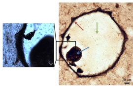 Optical micrographs of a protist fossil from silicified coastal carbonates. Raman mapping was carried out at low magnification over the full fossil (right), and at high magnification (left). Cell walls, collapsed cell contents, and quartz infilling cement are indicated by the red, blue and green arrows, respectively.