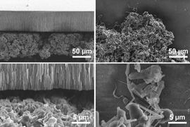 At right, scanning electron microscope (SEM) images show the two types of lithium deposits, the bulky, mossy type (at top), which grows from its base, and the needle-like dendritic type (bottom), which grows from the tips. At left, SEM images show the effect of a blocking layer of ceramic material that limits the growth of the mossy deposits.