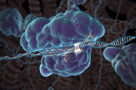 Using CRISPR, researchers can make changes to a cell’s genome much more easily and with greater precision than they can with other methods.