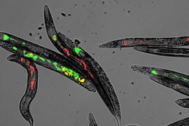 After feeding C. elegans worms an equal mix of bacteria that express either red or green fluorescent protein, MIT researchers found that the microbial populations in the worms’ digestive tracts tend to become dominated by one or the other. 
