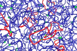Researchers have found a new approach for reducing the number of loops (red) in a polymer. The method could offer an easy way for manufacturers of industrially useful materials such as plastics or gels to strengthen their materials.
