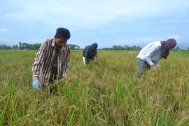 Farmers preparing land for planting, Barangay Maac, Sogod, Southern