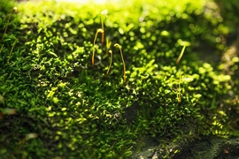 Researchers have discovered how moss and green algae can protect themselves from too much sun.
