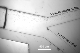 Exosomes are separated from other vesicles as they flow through a microfluidic channel, guided by sound waves.
