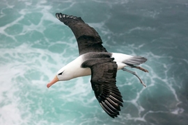 Engineers at MIT have developed a new model to simulate dynamic soaring, and have used it to identify the optimal flight pattern that an albatross should take in order to harvest the most wind and energy. They found that as an albatross banks or turns, it should do so in shallow arcs, keeping almost to a straight, forward trajectory. 
