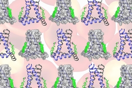 Using a technique called solid-state nuclear magnetic resonance (NMR) spectroscopy, an MIT team found that two cholesterol molecules bind to a flu protein called M2 to sever viral buds from their host cell. The molecular configuration creates an exaggerated wedge shape inside the cell membrane that curves and narrows the neck of the budding virus until the neck breaks.
