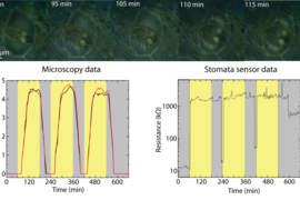 Top: Set of microscope images showing two micropillars aligned on top of a stoma. The stoma opens in response to white light illumination (t = 60 min). Bottom: Optically measured stomata aperture dynamics for a stoma in three consecutive white light on/off cycles and simultaneous resistance dynamics. 
