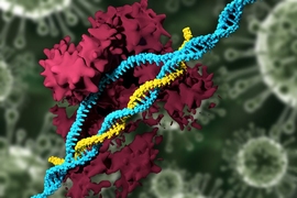 In a new study, MIT researchers have developed nanoparticles that can deliver the CRISPR genome-editing system and specifically modify genes, eliminating the need to use viruses for delivery.
