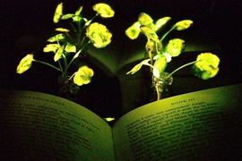 Illumination of a book (“Paradise Lost,” by John Milton) with the nanobionic light-emitting plants (two 3.5-week-old watercress plants). The book and the light-emitting watercress plants were placed in front of a reflective paper to increase the influence from the light emitting plants to the book pages. 
