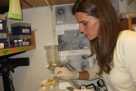 Postdoc Kathryn Kauffman processes seawater samples in the lab to extract the bacteria-infecting viruses they contain.
