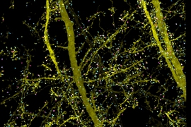 A subset of pyramidal neurons (yellow), and pairs of presynaptic (cyan) and postsynaptic (magenta) proteins associated with the neurons in the mouse primary somatosensory cortex.
