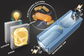 A microfluidic technique quickly sorts bacteria based on their capability to generate electricity.