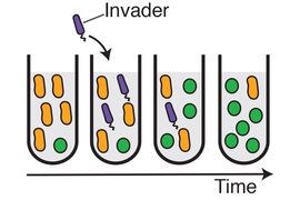 MIT physicists have shown that introducing a transient invader (purple) into a population of bacteria can provoke the system to switch from one stable state (in which the yellow bacteria are dominant) to an alternative stable state, in which green becomes dominant.
