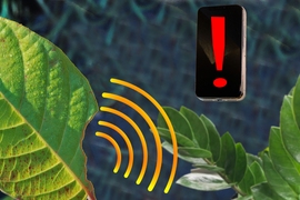 MIT chemical engineers have designed a sensor that can be embedded into plant leaves and measure hydrogen peroxide levels, which indicate that damage has occurred. The signal can be sent to a nearby smartphone.