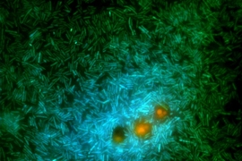 A glimpse into the microscale world in the ocean: marine bacteria (green and cyan) feed on nutrients exuding from a genetically modified phytoplankton (orange). These bacteria release a substance called DMS that contributes to cloud formation.