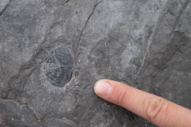 Photo of gray rock with a trilobite fossil (~1 inch wide) embedded, and a human finger pointing to it