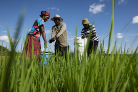 farmers spreading Safi's fertilizer
