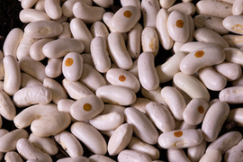 A pile of white seeds with small brownish circular tags on them.