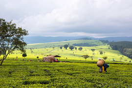 Scene of tea farm in Kenya and a farmer with wicker basket. Tea shed, people, shade trees and hills are in the distance.