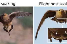Two images compare the flying sandgrouse. The left says, “Flight pre soaking,” and on the right it says “flight post soaking.” The right has an inset that highlights two protruding pouches on the underside of the sandgrouse.