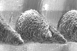An extremely close-up view of three microneedles show they are cone-shaped and have a crinkled texture.