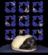 Animals have complex dreams and are able to retain and recall long sequences of events while they are asleep, MIT researchers reported for the first time in the January 25 issue of the journal Neuron.