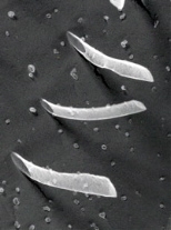 An image of peptide nanotubes.